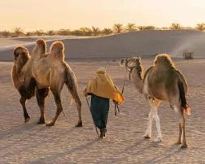 Peru: Camel Ride and Wine Tasting in the Desert - Discovering Peru’s Desert on Camel and Wine