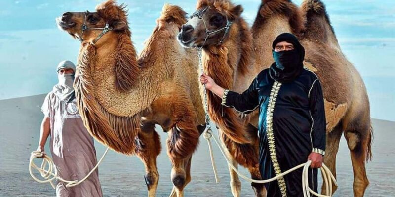 Peru: Camel Ride and Wine Tasting in the Desert - FAQs