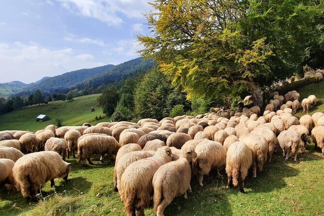 Pestera and Magura Full-Day Private Walking Tour from Brasov - FAQs