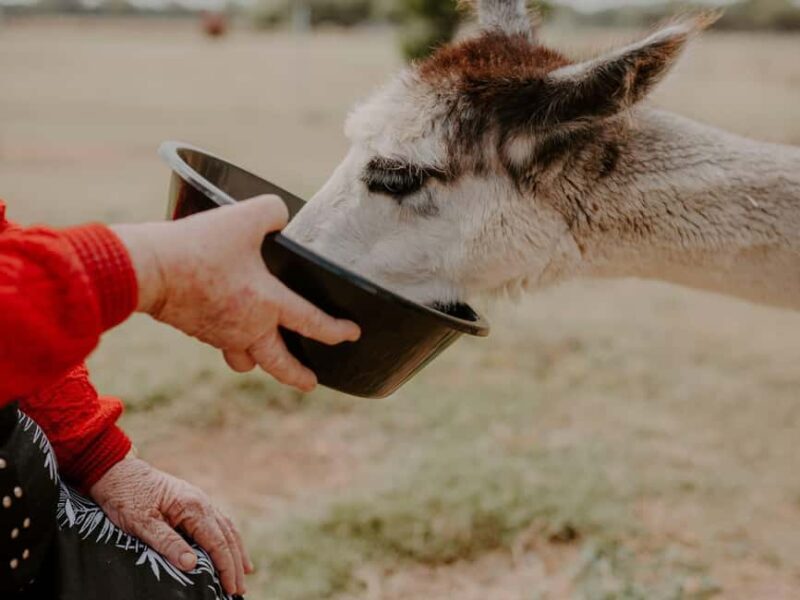 Peterborough: Alpaca Meet and Greet Experience - An In-Depth Look at the Experience