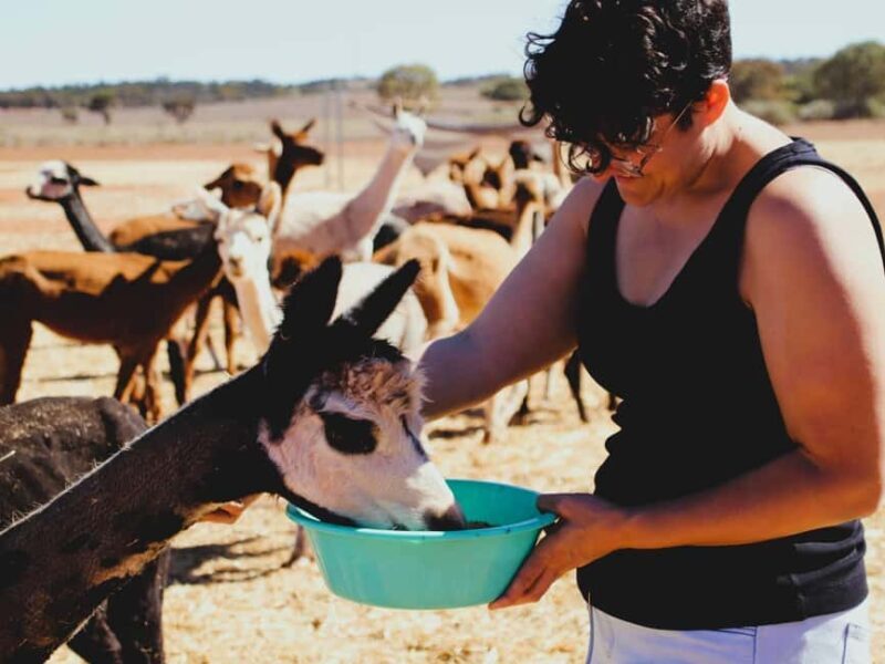 Peterborough: Alpaca Meet and Greet Experience - Final Thoughts
