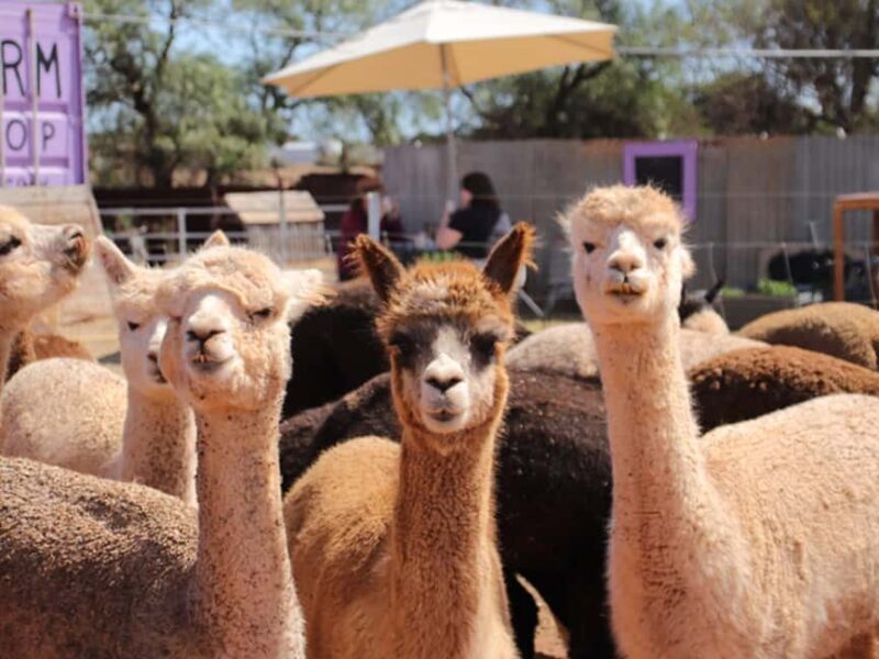 Peterborough: Alpaca Meet and Greet Experience - FAQ