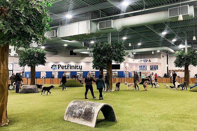 Petfinity Indoor Dog Park in Calgary - Key Points