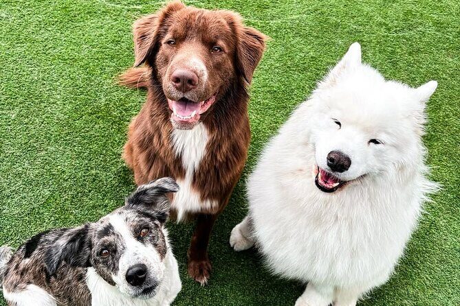 Petfinity Indoor Dog Park in Calgary - An In-Depth Look at Petfinity Indoor Dog Park