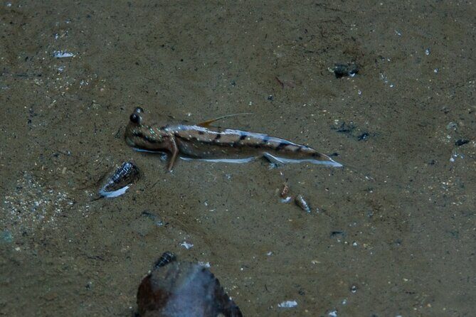 Phang Nga Bay Island Boat Tour By Speedboat By Phuket Sail Tours - FAQ