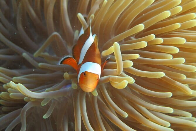 Phi Phi Bamboo Islands Fullday - Premium - Final Thoughts: Making the Most of Your Day