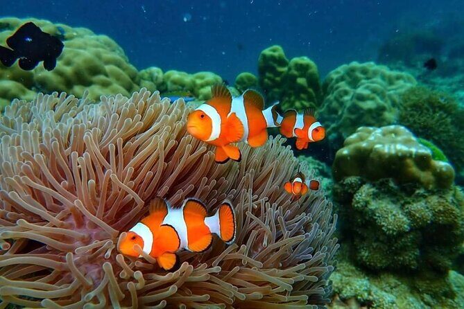 Phi Phi & Bamboo Islands Snorkeling Tour w/ Fins by Speedboat - FAQ