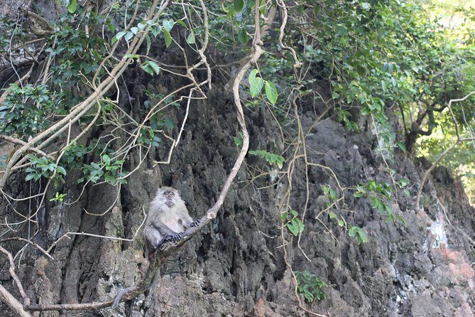 Phi Phi Islands Day Tour Bamboo and Maya Bay with Lunch By Speedboat - Final Thoughts: Is It Worth It?