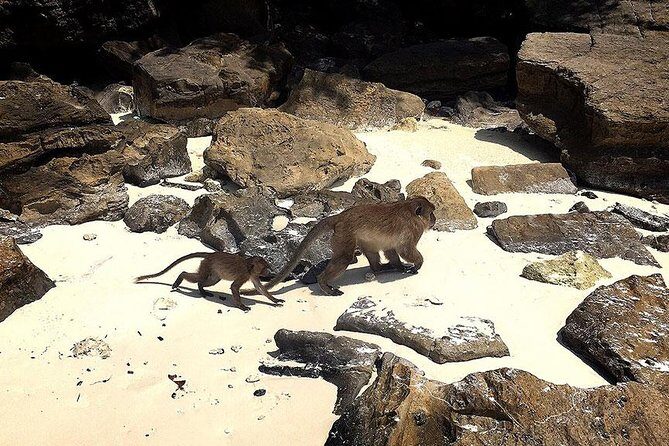 Phi Phi Islands One Day Tour by Speedboat From Phuket - Key Points