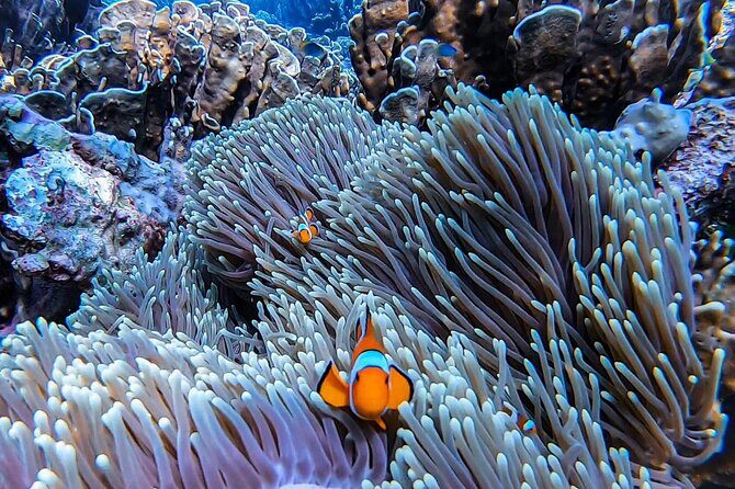 Phi Phi Islands Speedboat Tour Adventure from Krabi - A Comprehensive Look at the Phi Phi Islands Speedboat Tour