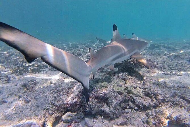 Phi Phi Private Tour from Krabi - Who Should Consider This Tour?