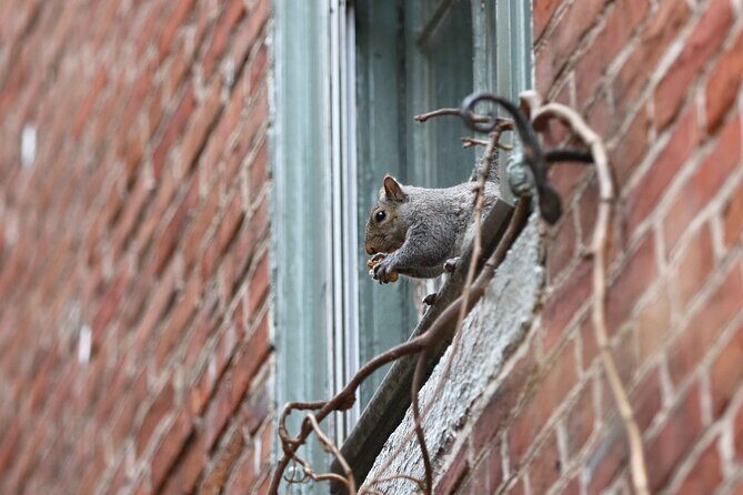 Philadelphia Walking Tour: A Lot of Colonial Nonsense - Key Points