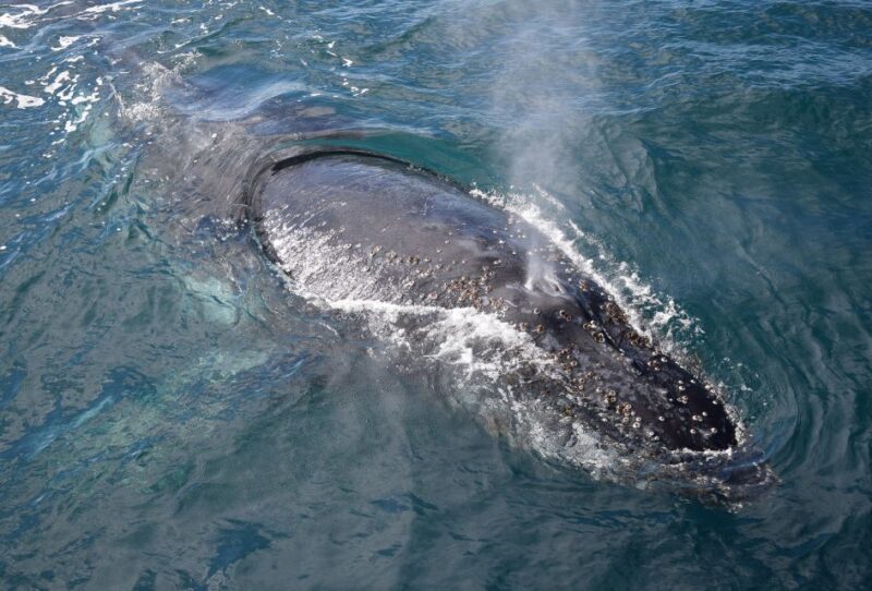 Philip Island: Dolphin and Whale Cruise - A Detailed Look at the Phillip Island Dolphin and Whale Cruise