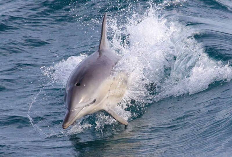 Philip Island: Dolphin and Whale Cruise - Frequently Asked Questions