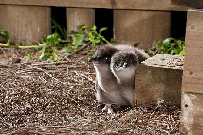 Philip Island express tour: penguin prd & wallaby spotting - In-Depth Look at the Tour