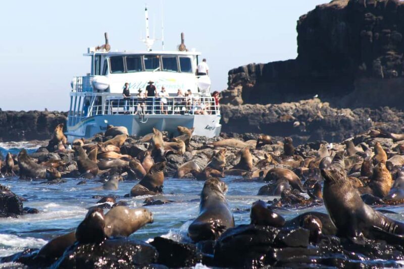 Philip Island: Seal Watching Cruise - Key Points