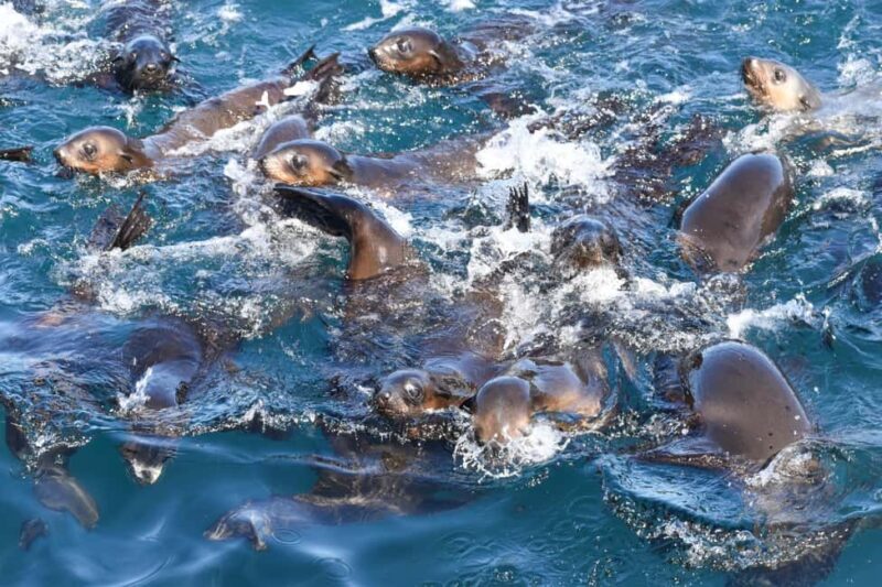 Philip Island: Seal Watching Cruise - The Sum Up: Who Will Truly Enjoy This Experience?