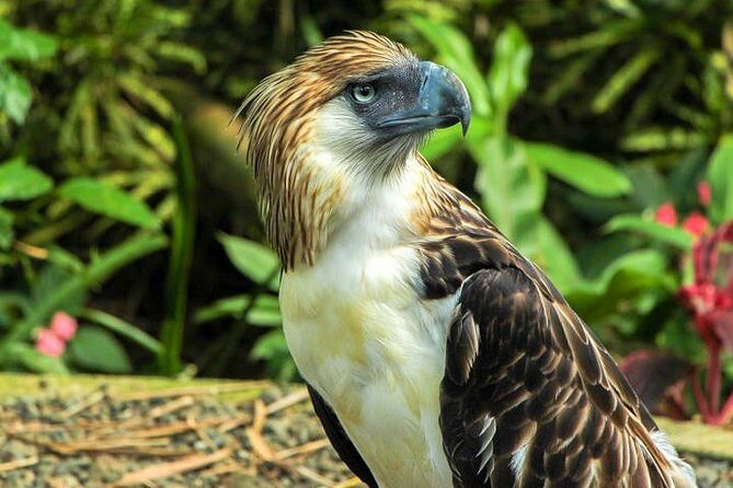 Philippine Eagle Center/Shopping - Key Points