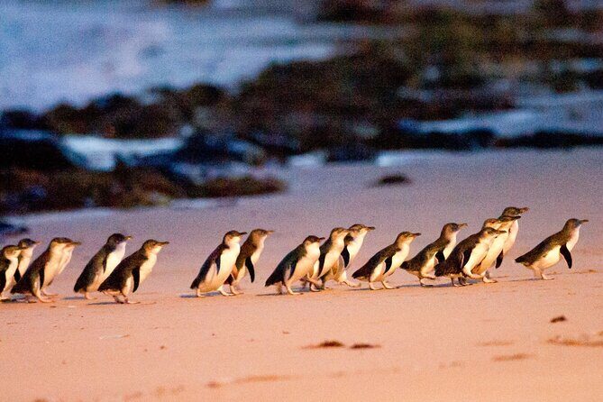 Phillip Island Departure Penguin Parade Tour with Winery Feast - Key Points