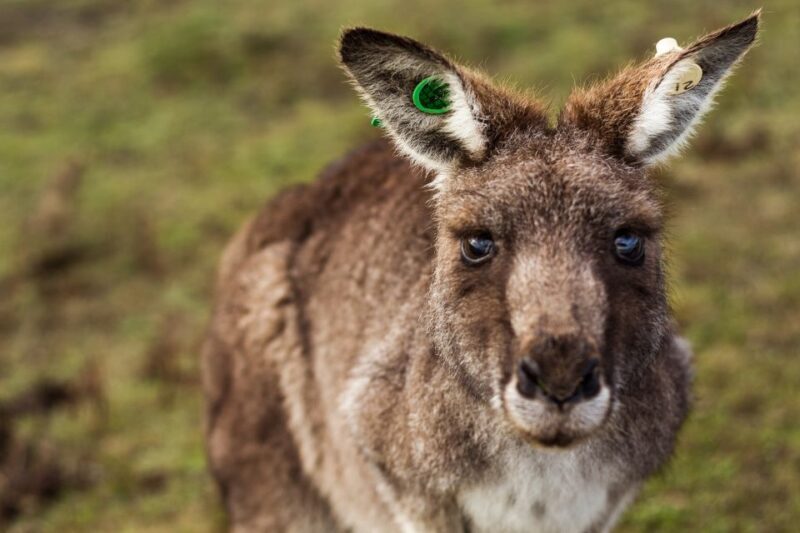 Phillip Island: Hike and Penguin Parade - 8 pax Small Tour - What Could Be Improved?