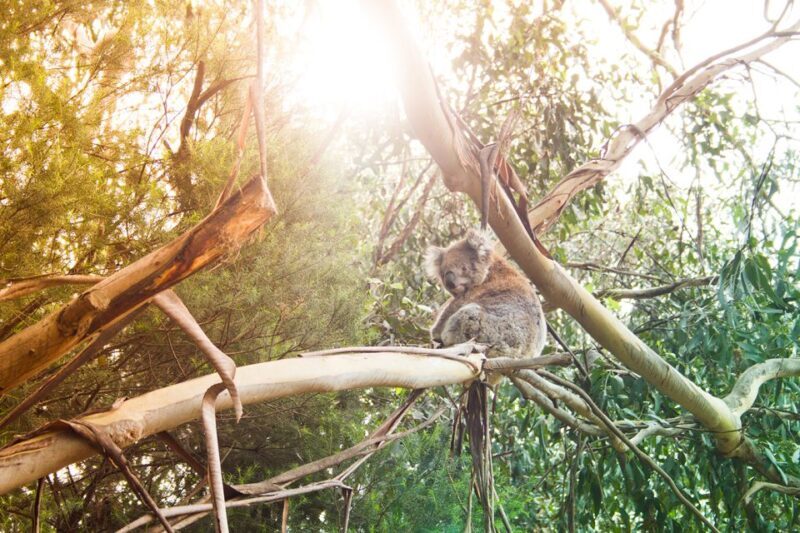 Phillip Island: Hike and Penguin Parade - 8 pax Small Tour - Final Thoughts