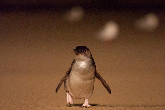 Phillip Island Medium Size Group Tour - Key Points