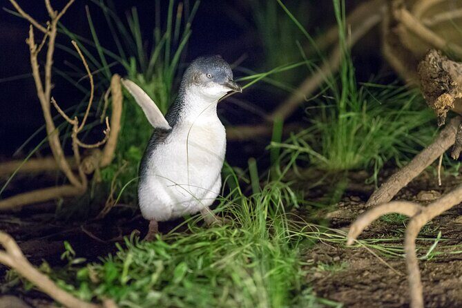 Phillip Island Penguin and Koala Highlights Day-Trip from Melbourne - Why This Tour Offers Good Value