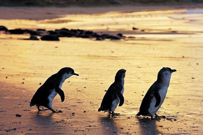 Phillip Island Penguin and wildlife Tour - An Easy, Organized Day Trip from Melbourne
