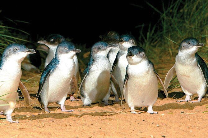 Phillip Island Penguin and wildlife Tour - First Stop: Phillip Island Wildlife Park