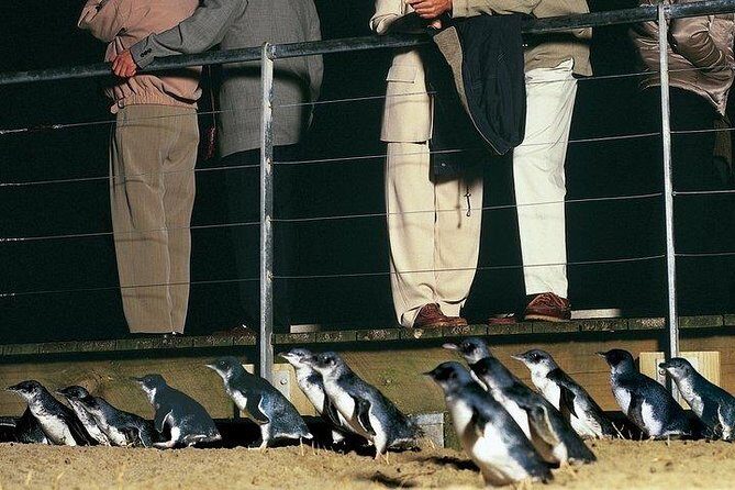 Phillip Island Penguin and wildlife Tour - Exploring the Nobbies Centre