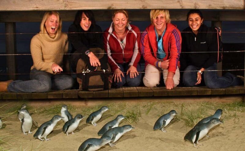 Phillip Island Penguin Parade Afternoon Tour from Melbourne - A Practical Look at the Phillip Island Penguin Parade Afternoon Tour from Melbourne