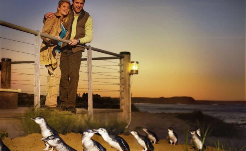 Phillip Island Penguin Parade Afternoon Tour from Melbourne - FAQ