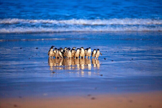 Phillip Island Penguin Parade and Churchill Island Farm Bus Tour - An Authentic Day on Phillip Island: Penguins, Farms, and Seals