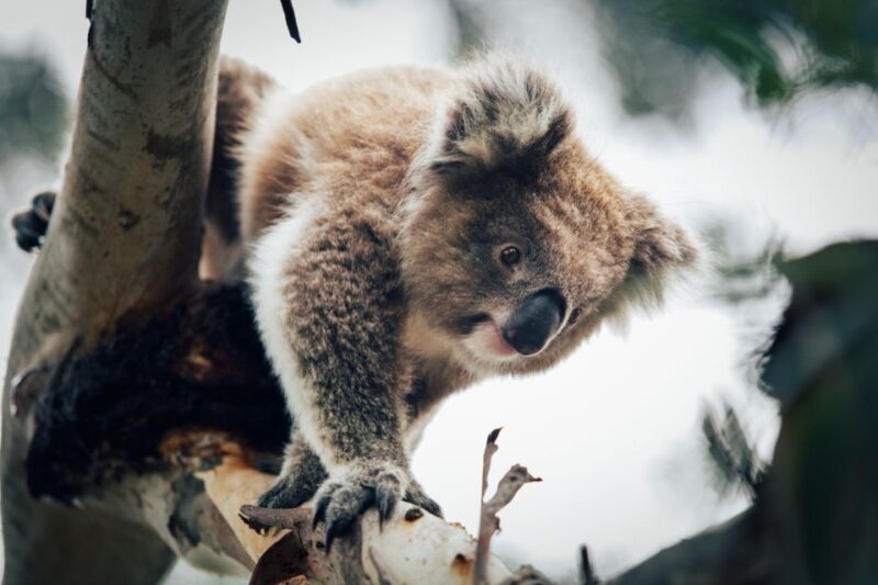 Phillip Island: Penguin Parade and Multi Attraction Pass - An Honest Look at the Phillip Island Combo Pass
