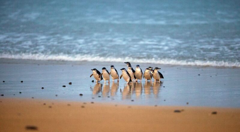 Phillip Island: Penguin Parade and Multi Attraction Pass - Who Should Consider This Tour?