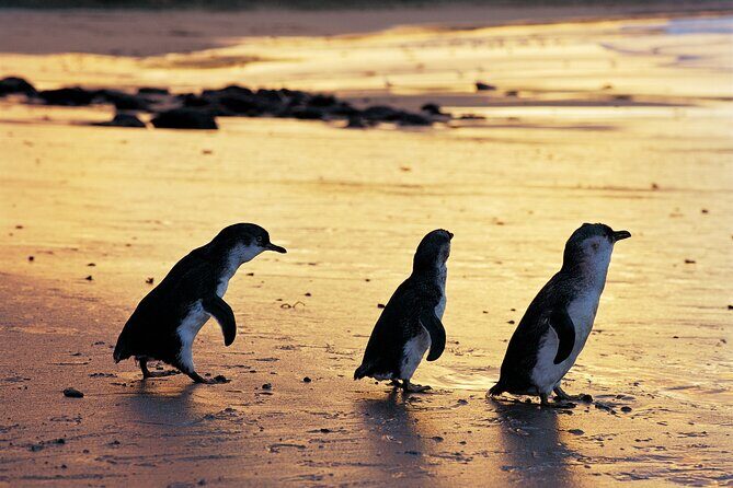 Phillip Island Penguin Parade Day Tour from Melbourne - FAQs