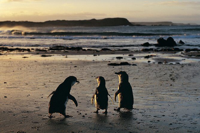 Phillip Island Penguin Parade Day Trip with Koala Conservation Reserve Visit - Key Points