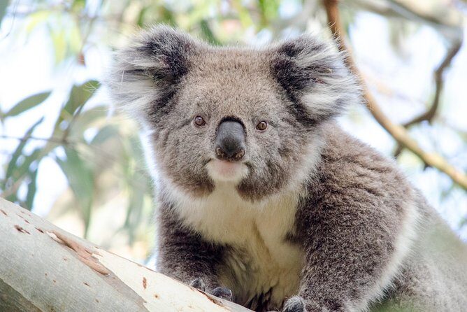 Phillip Island Penguin Parade Day Trip with Koala Conservation Reserve Visit - In-Depth Look at the Tour Experience