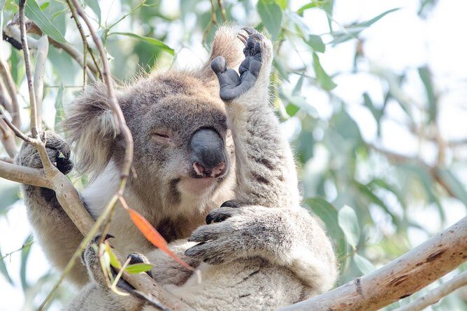 Phillip Island Penguin Parade Day Trip with Koala Conservation Reserve Visit - Final Thoughts