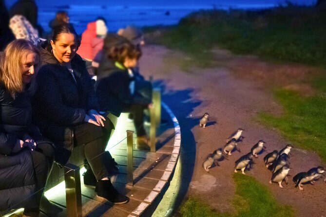 Phillip Island Penguin Parade Express Tour from Melbourne - A Deep Dive into the Phillip Island Penguin Parade Express Tour