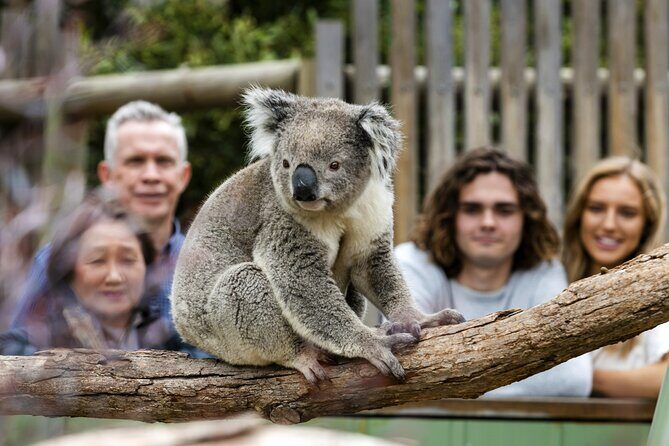 Phillip Island Penguin Parade, Wildlife and Beach Boxes Bus Tour - Key Points