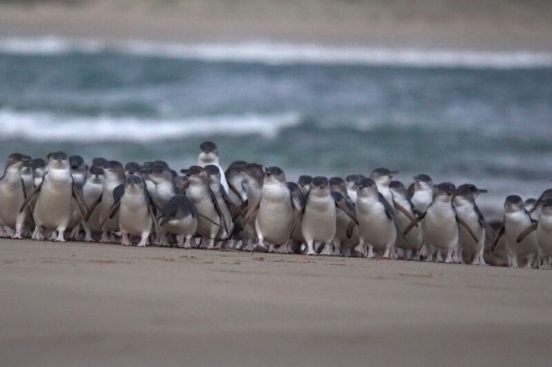 Phillip Island: Penguins and Wildlife Full-Day Tour - An In-Depth Look at the Phillip Island Wildlife Tour