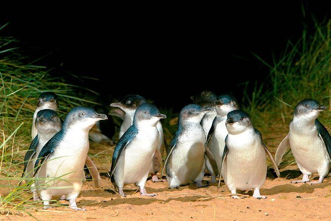 Phillip Island Penguins Private Adventure - Experience the Best of Phillip Island in a Private Setting