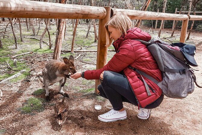 Phillip Island Penguins & Wildlife Day Tour from Melbourne - A Detailed Look at the Phillip Island Experience