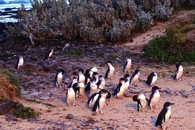 Phillip Island Private Experience - A Closer Look at the Phillip Island Private Experience