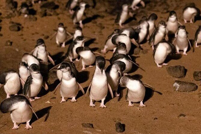 Phillip Island Private Tour: Penguin Parade & Wildlife Day - Who Is This Tour Best For?