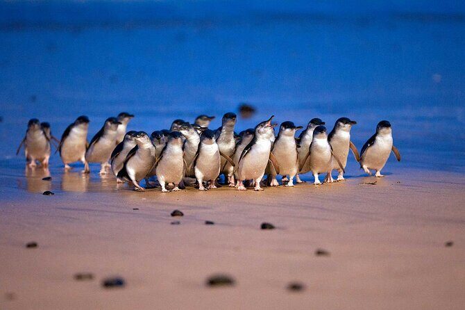 Phillip Island Private Tour Penguins Wildlife and Scenic Views - A Detailed Look at the Phillip Island Private Tour Experience