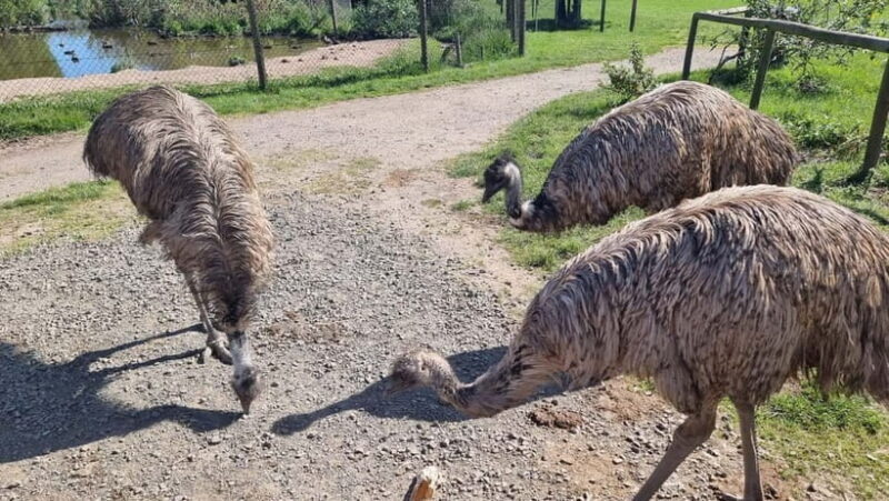 Phillip Island: Private Tour with Penguin Parade - The Practicalities and Value