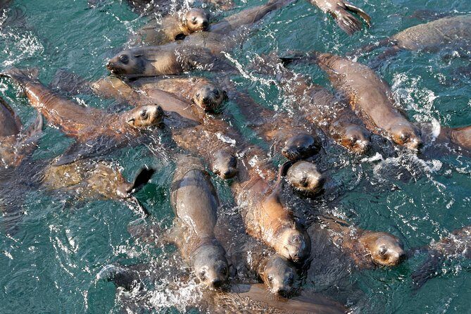 Phillip Island Seal-Watching Cruise - A Deep Dive into the Phillip Island Seal-Watching Cruise Experience