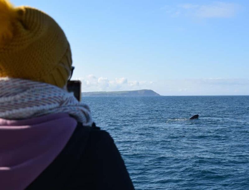 Phillip Island: Whale Watching Boat Tour - A Deep Dive Into the Phillip Island Whale Watching Experience